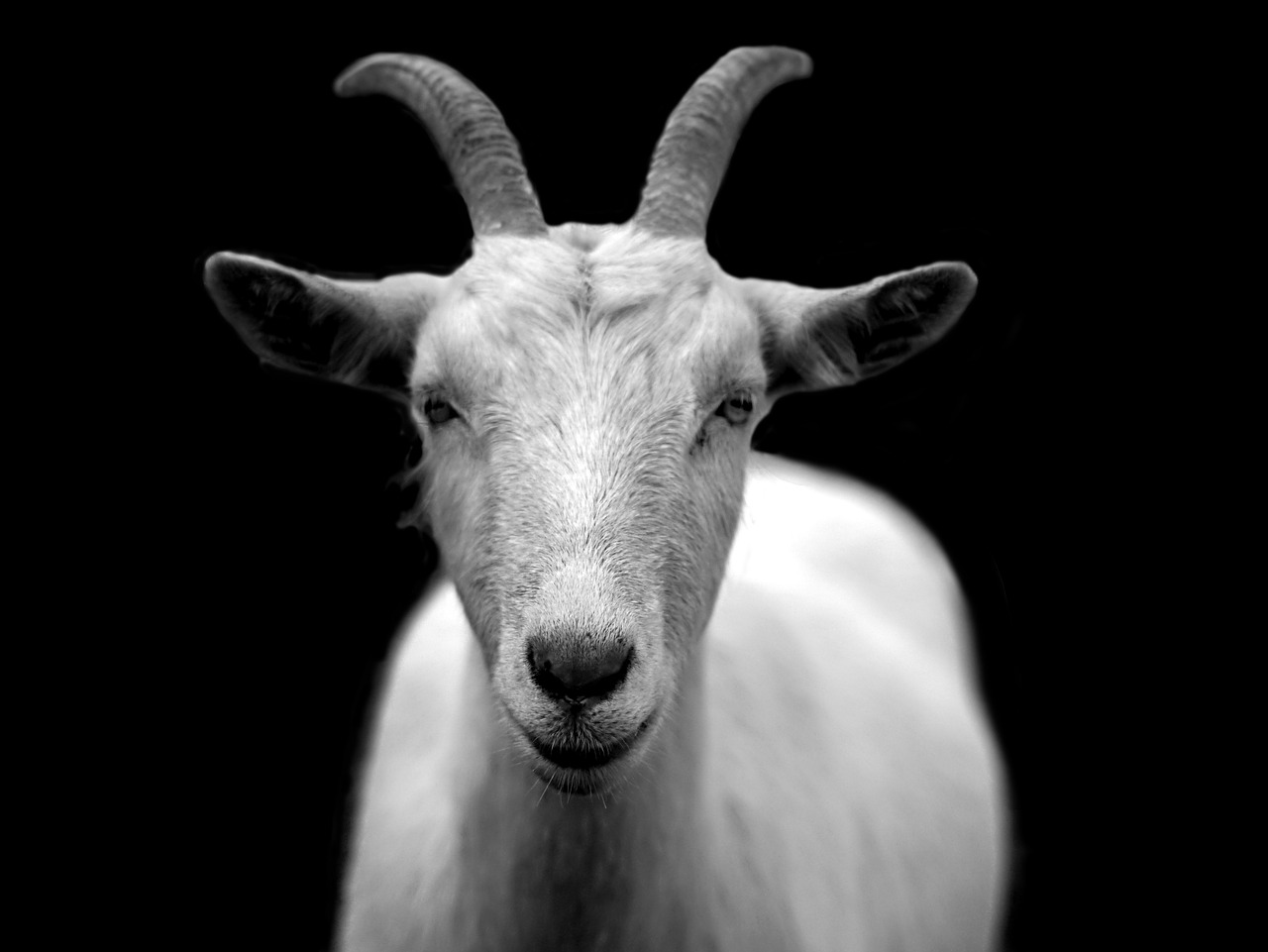 goat, animal, livestock